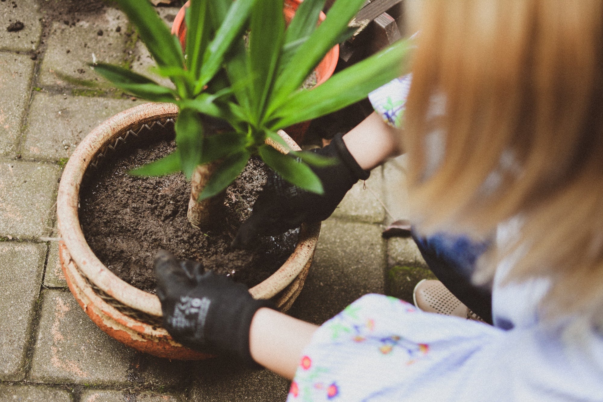 Close up of a person, shown from above, tending to a plant in a pot