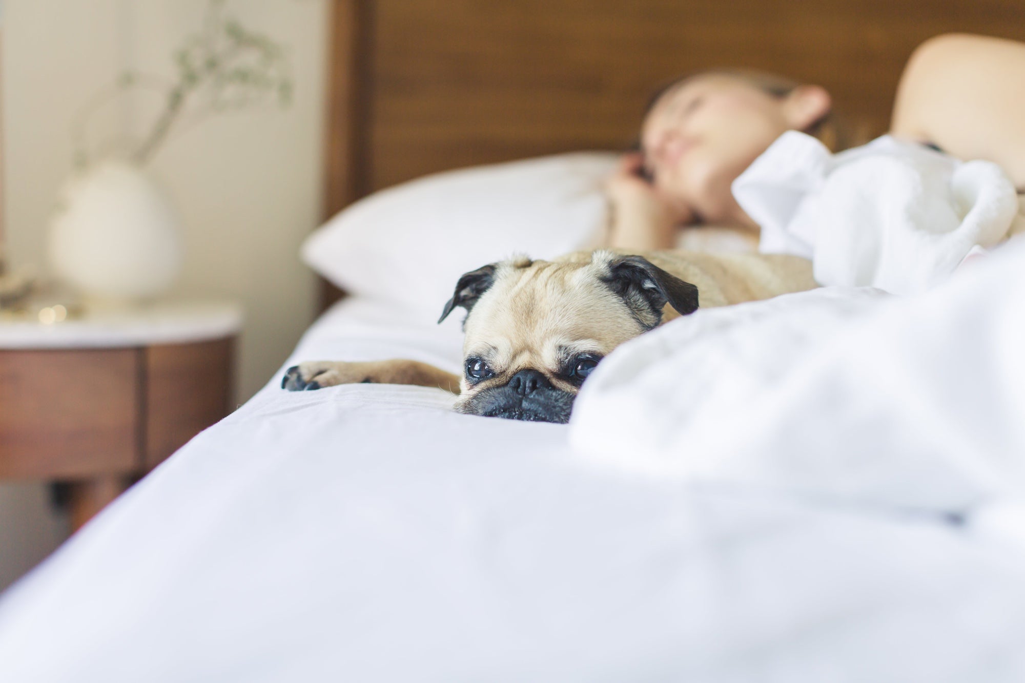 A pug breed dog rests in a bed alongside a sleeping person