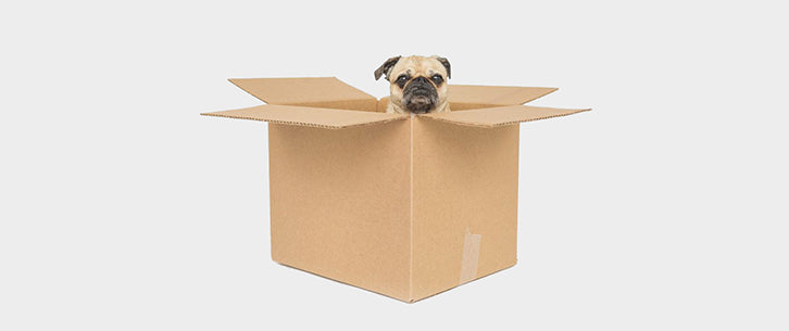 Bild von einem Hund in einem Karton. Es geht darum, wie man Kunst online verkaufen kann.