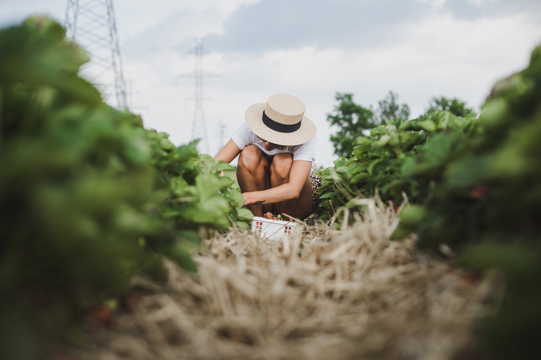 Eine Frau bückt sich, um Erdbeeren auf einem Feld zu pflücken und später online ihre Pflanzen zu verkaufen