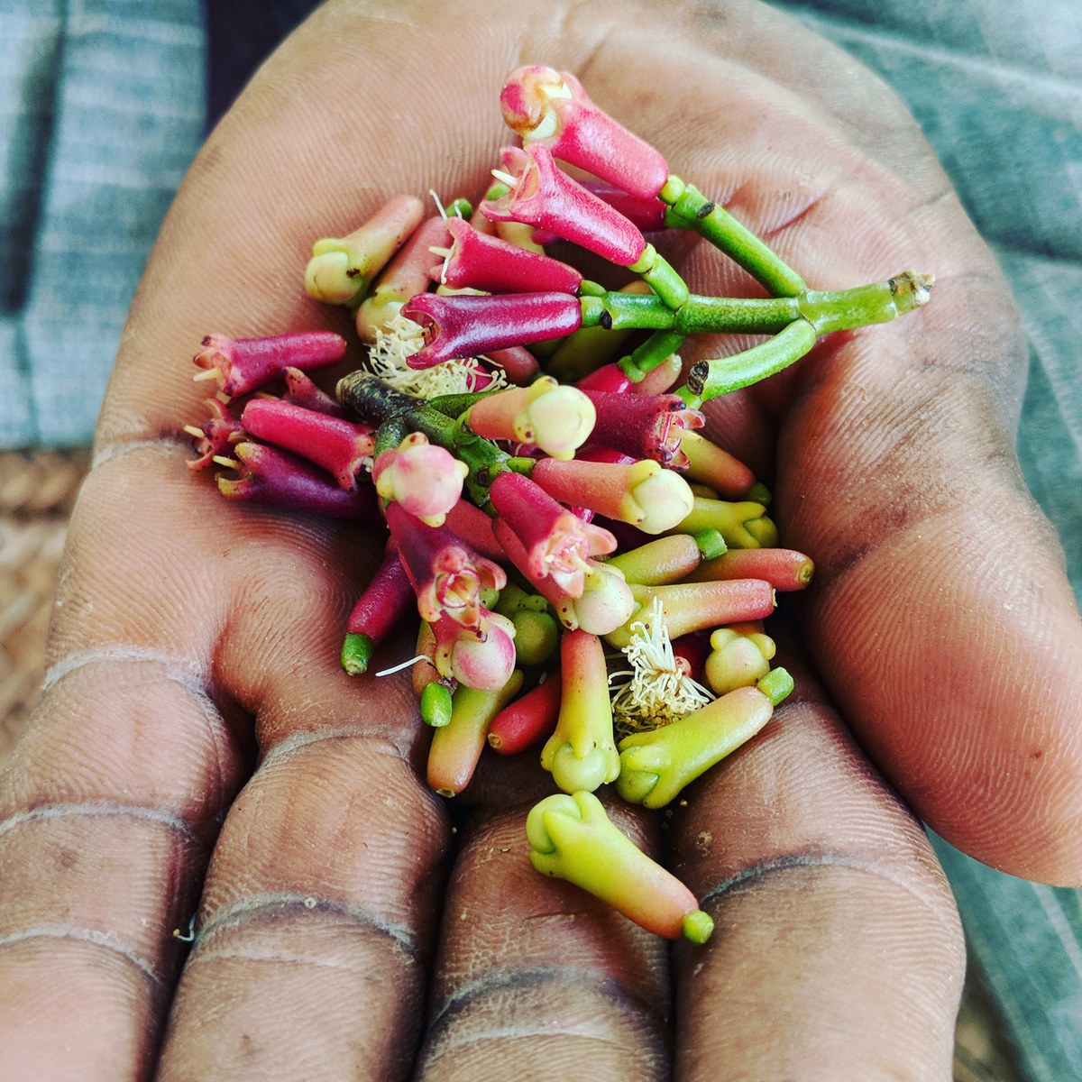 A farmer’s hand holding cloves in Tanzania.