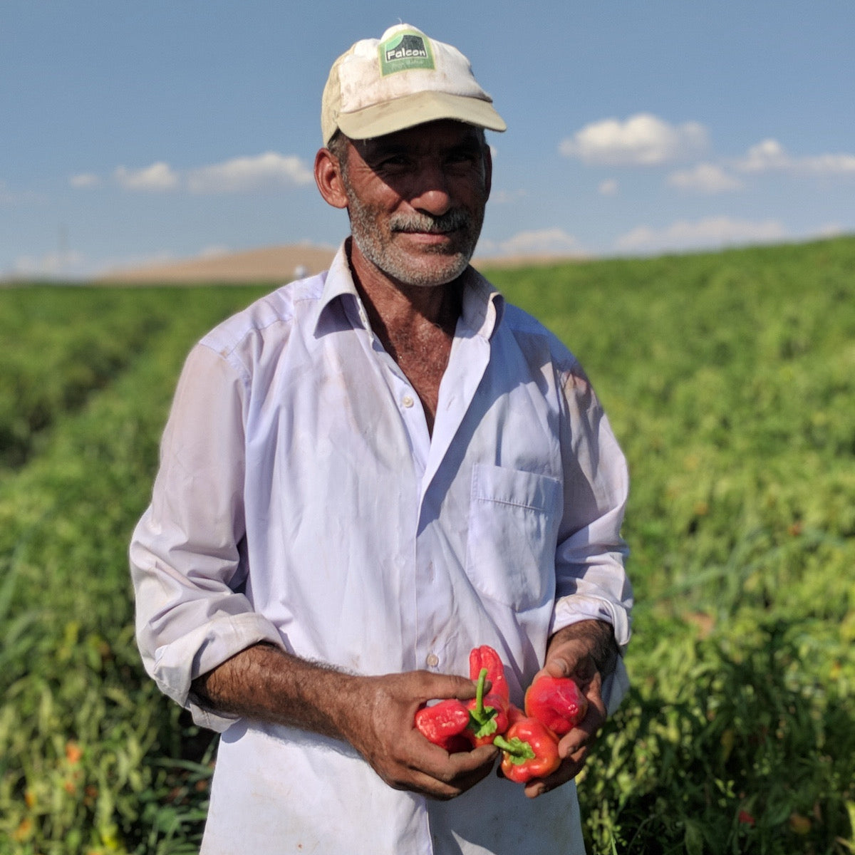A chilis farmer in Tukry holding his peppers in a field.