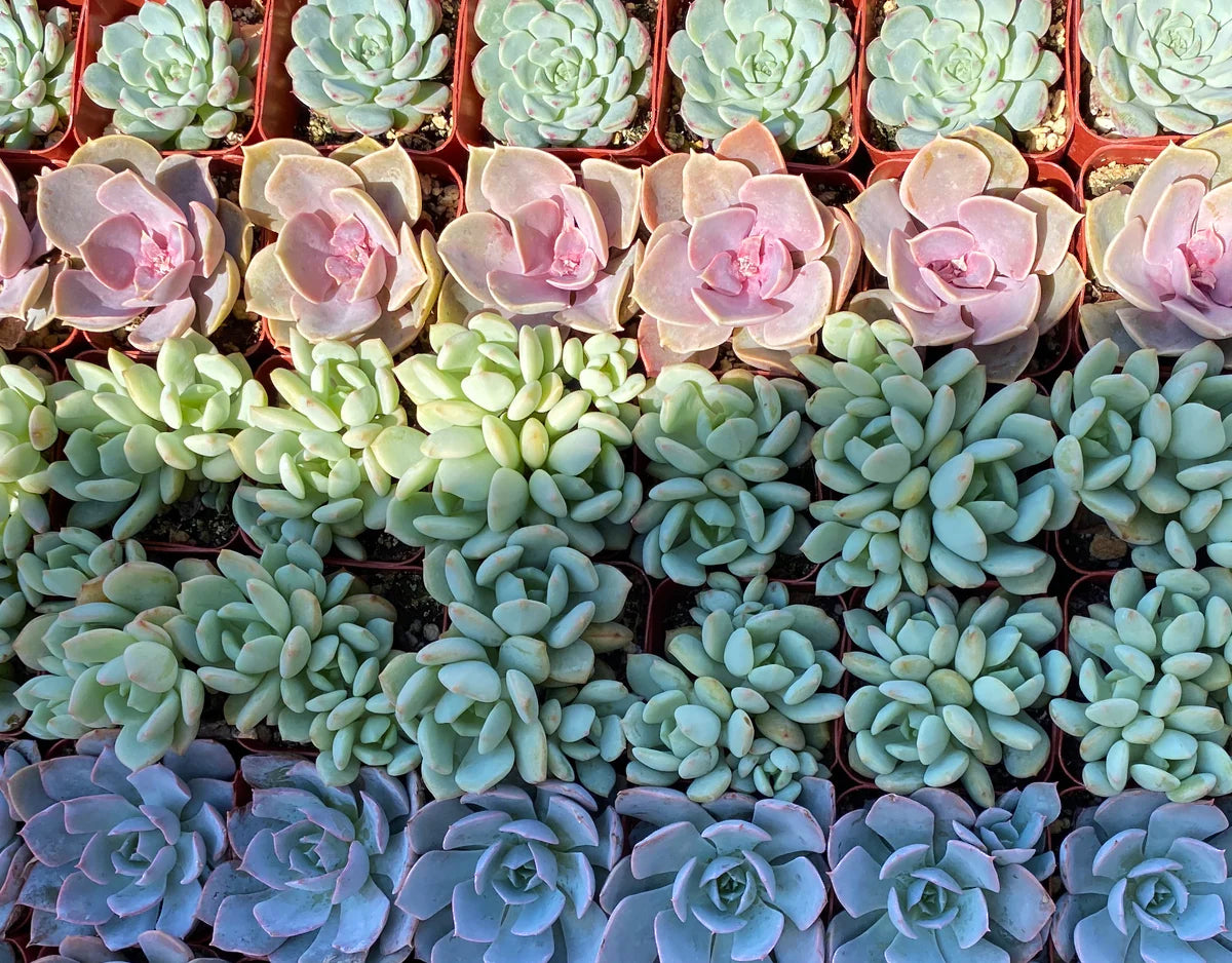 Rows of colorful succulents in pots