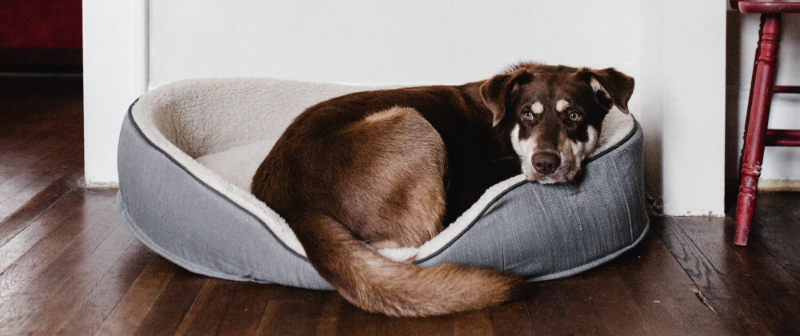 Migliori prodotti dropshipping: Letto per cani