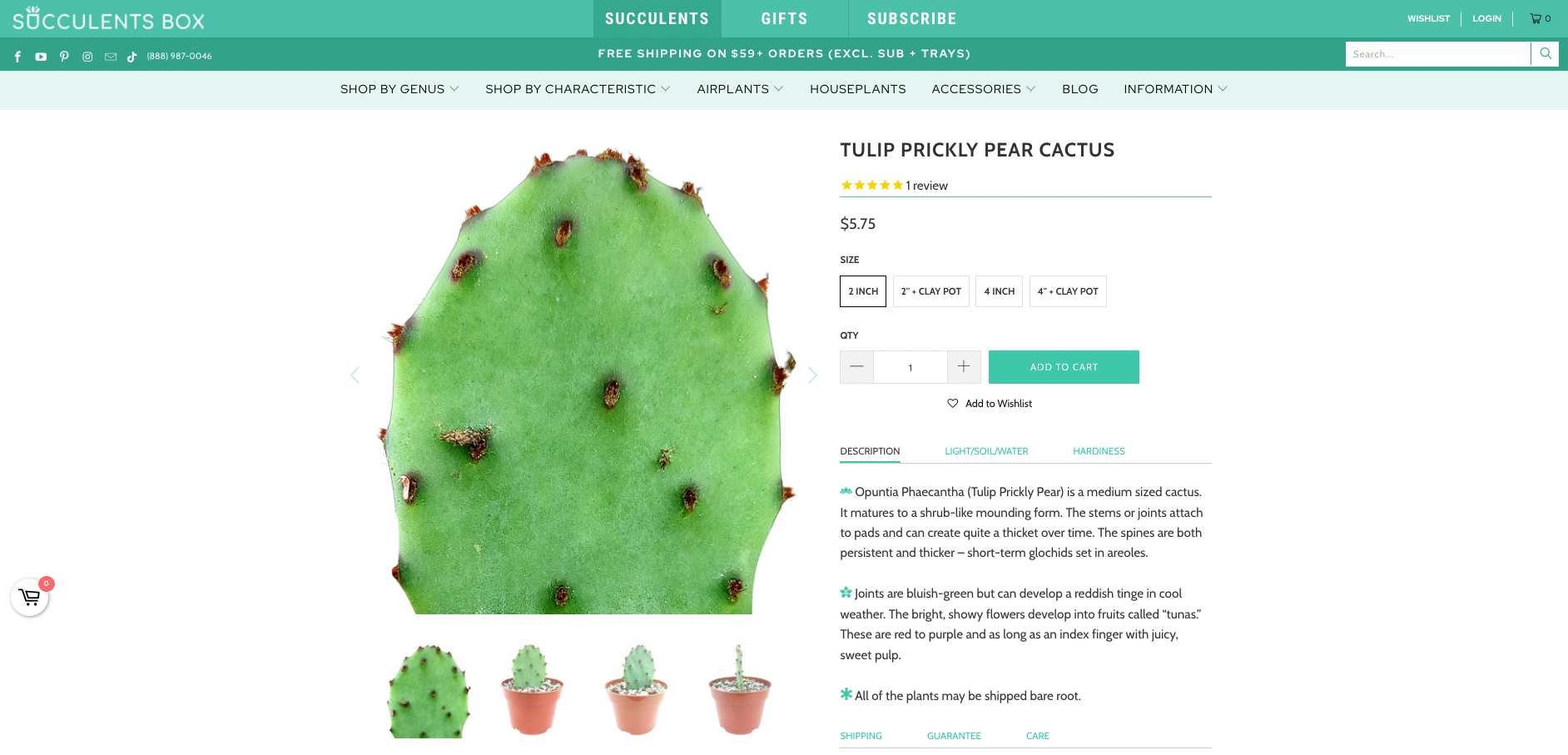 Screenshot of a tulip prickly pear product page on Succulents Box