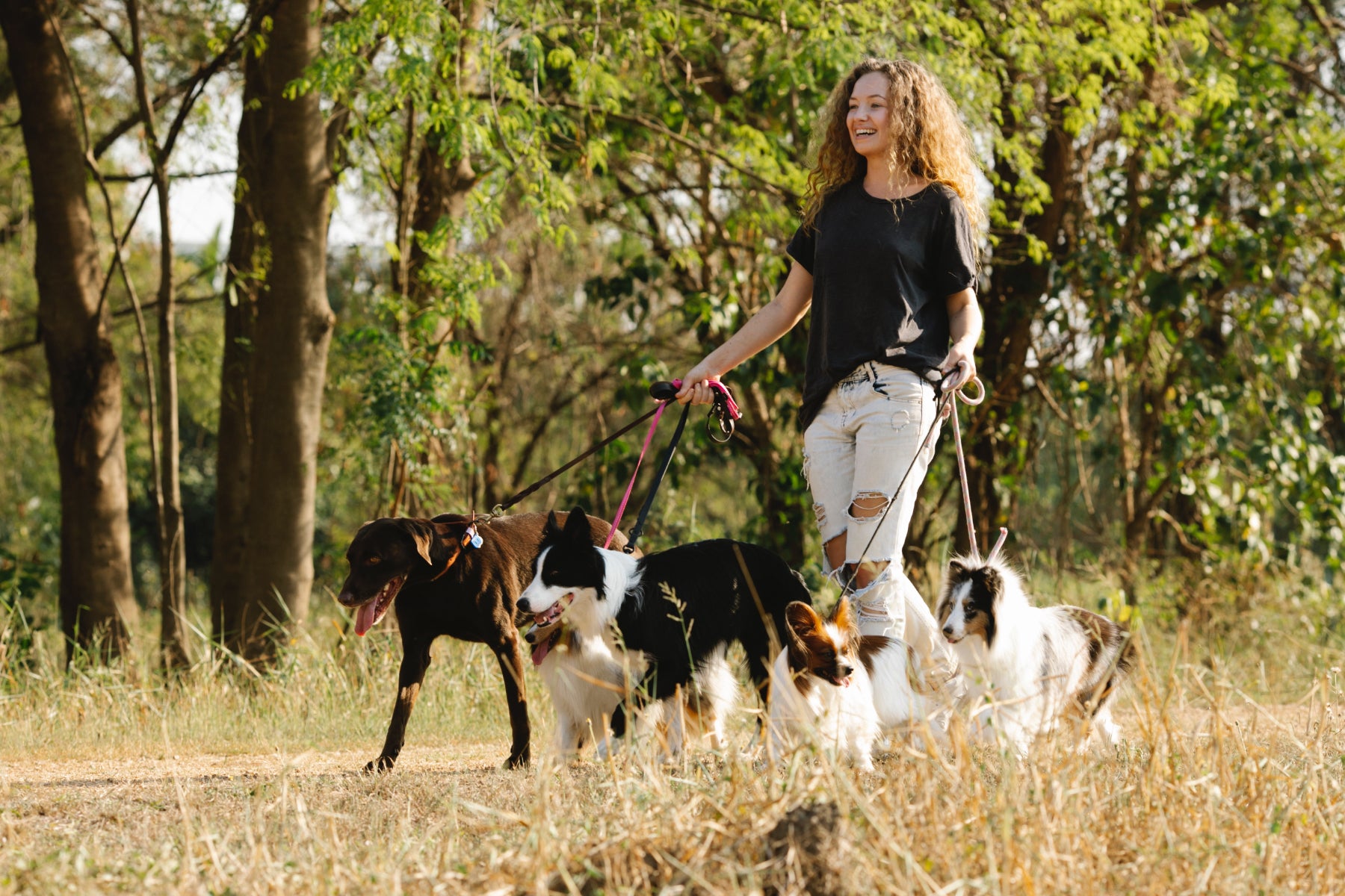 A person walks multiple dogs in a park setting