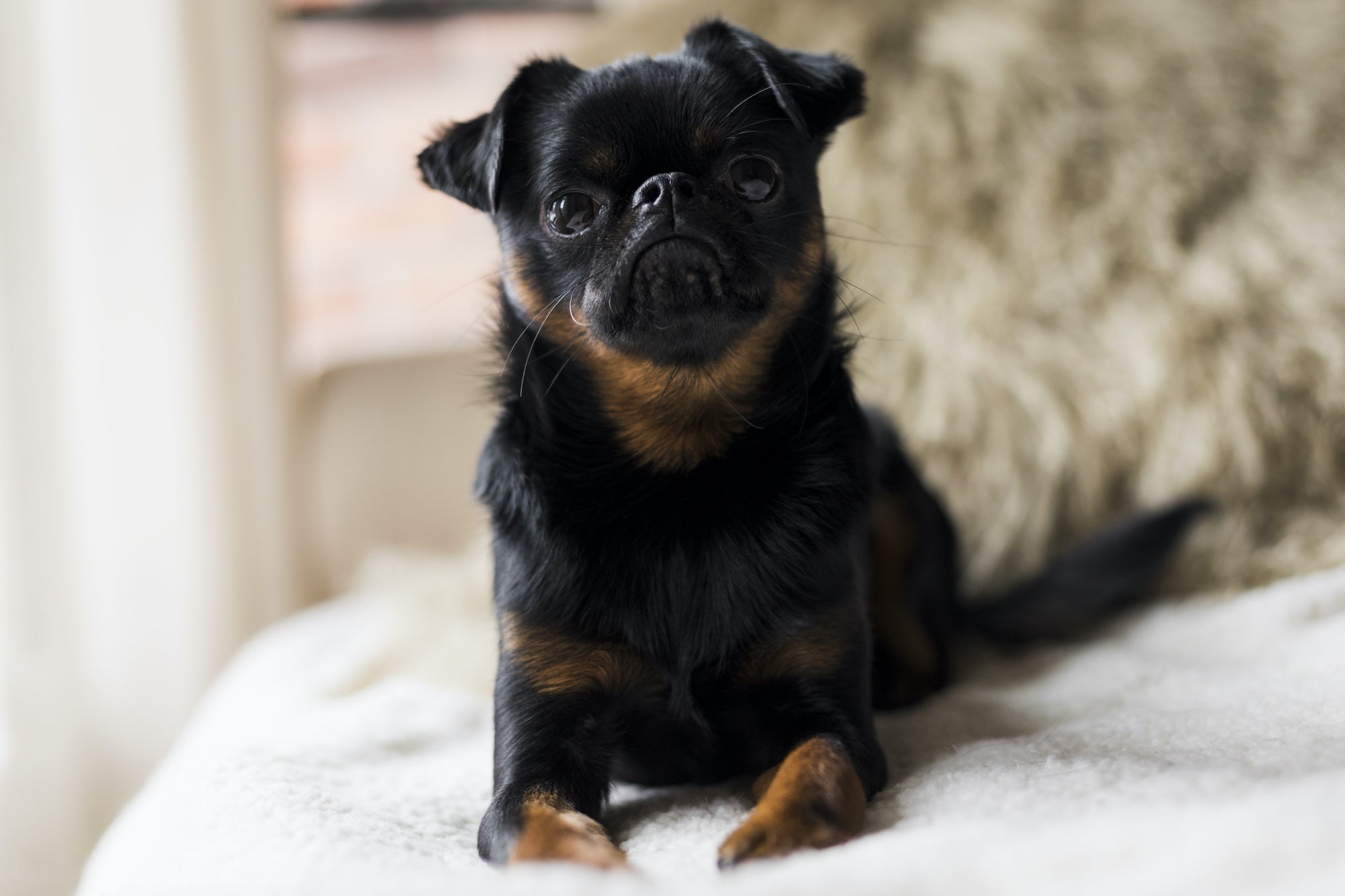 A brussels griffin dog lies on a bed