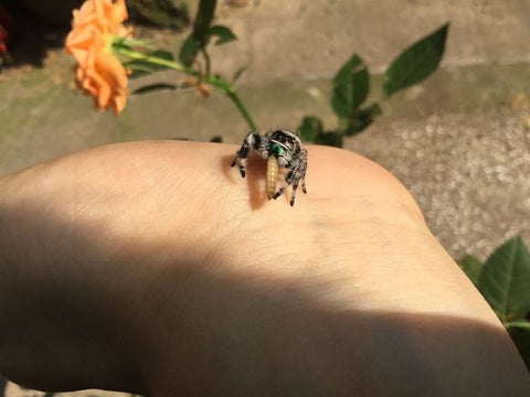 Everything You Need to Know about Jumping Spiders