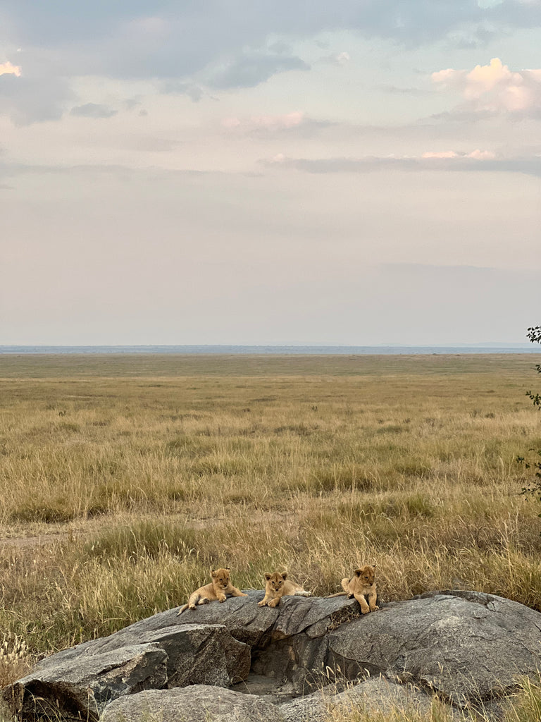 lion cubs