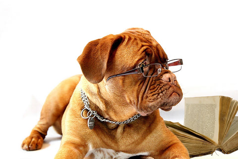 dog with glasses on as if they are reading a compelling amazon listing