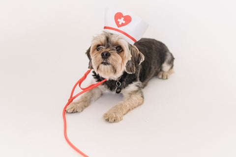 cute dog dressed as a doctor