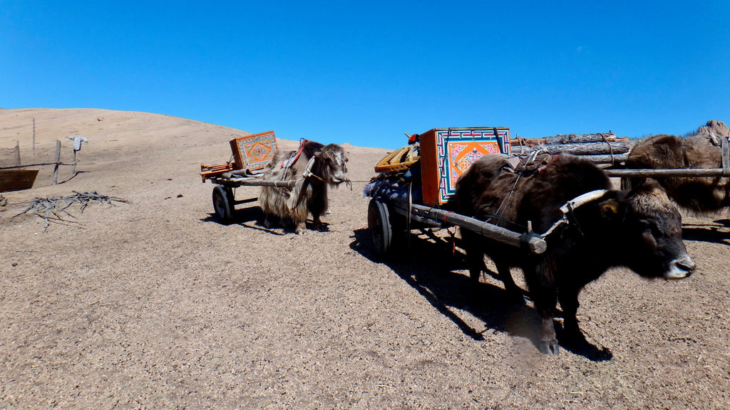 yak