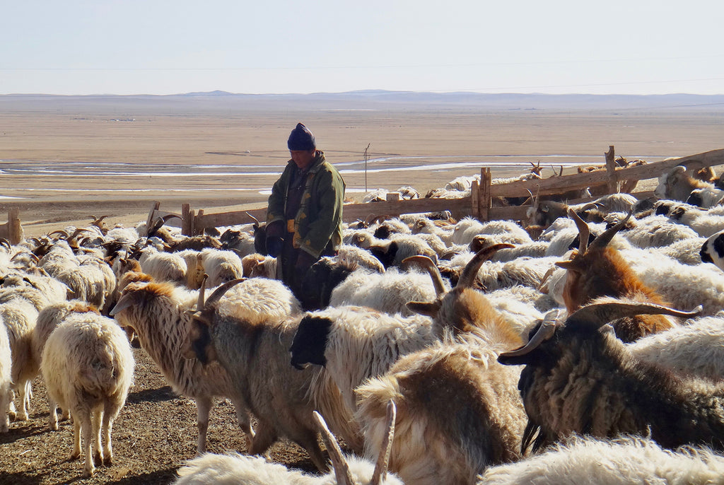 man with wool goats
