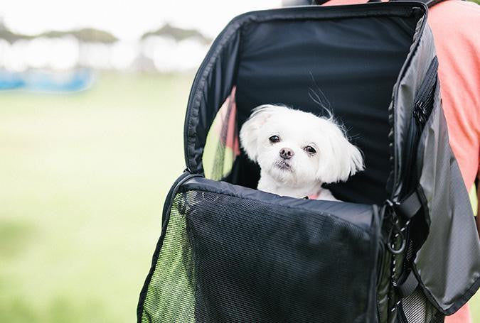 3 WAY BACK PACK CARRIER for Dog | AIRBUGGY for Pet US | Pet Back