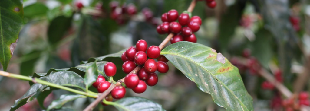 Stephen Leighton Image of San Jose Red Bourbon Coffee