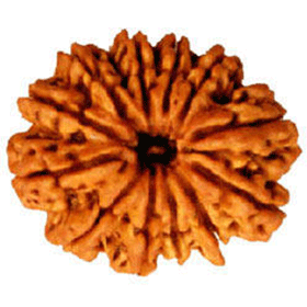 Twelve mukhi rudraksha shop in dubai, uae