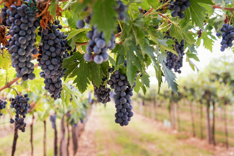 GREAT WINERIES, WINE TRAILS & WINE EXPERIENCES IN THE NORTHEAST TO EXPLORE RIGHT NOW