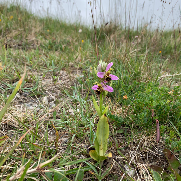 Bee Orchid