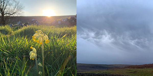 Cowslips and storm clouds