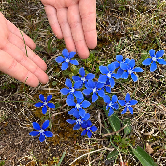 Gentians