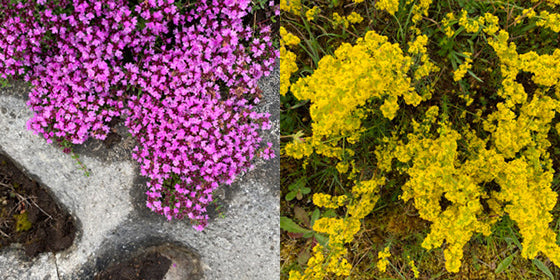 Lady's Bedstraw and Wild Thyme