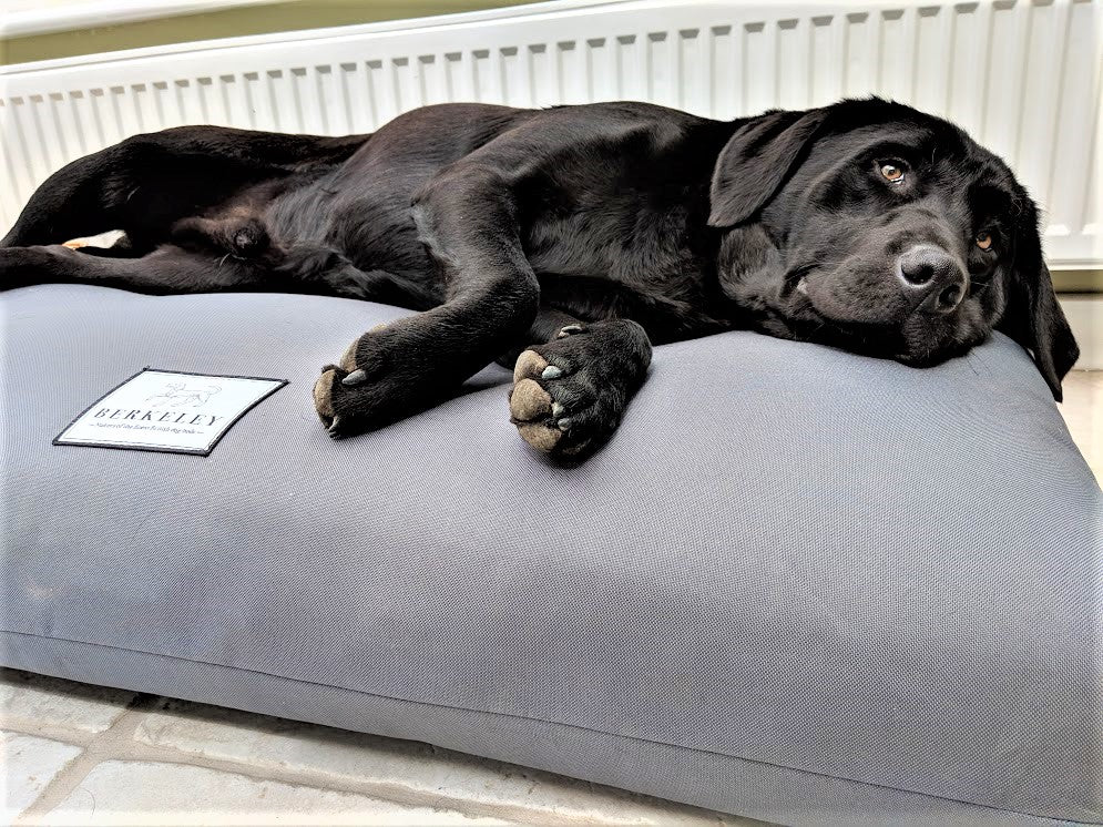 orthopedic beds for dogs with arthritis