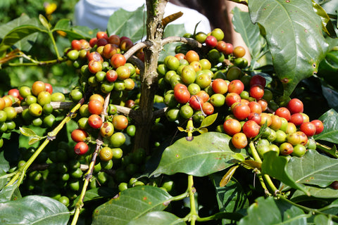 Best Arabica coffee beans