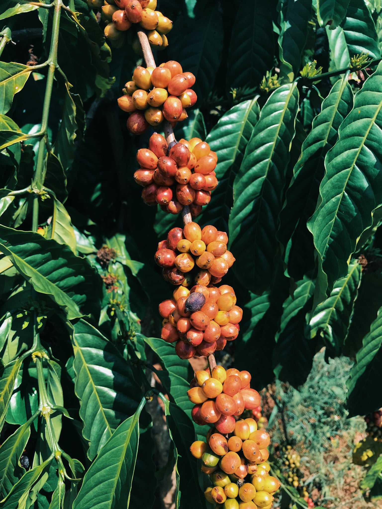 vietnamese coffee nguyen coffee supply single origin coffee farm