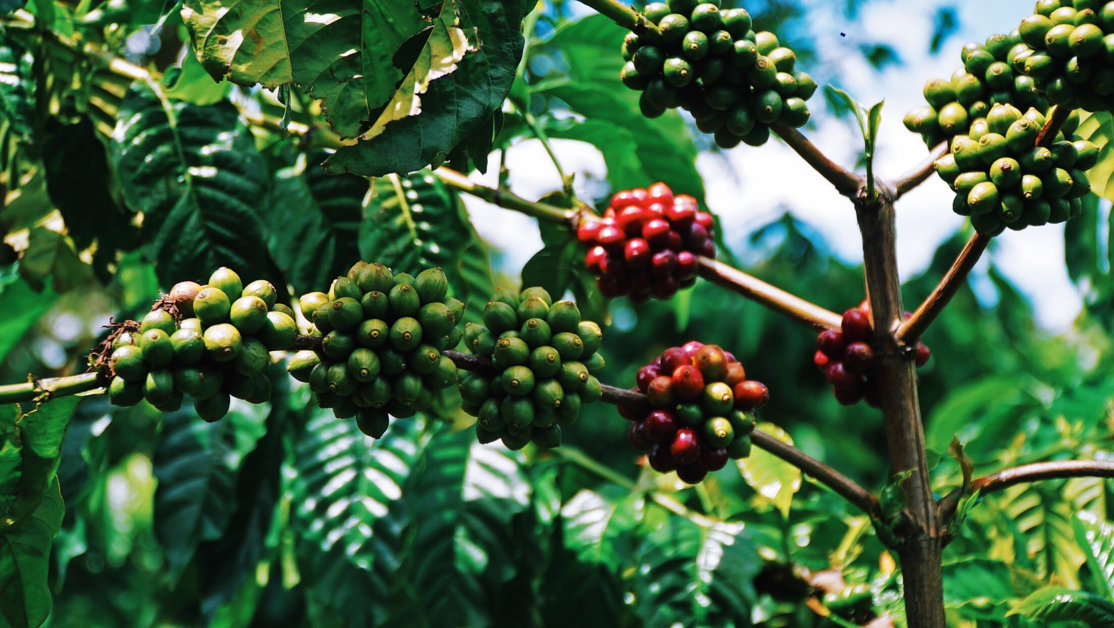 specialty single origin handpicked vietnamese arabica robusta coffee