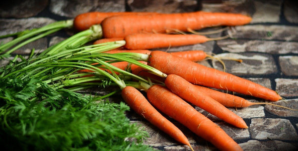 Karotten Karottensaft Slow Juicer Nutrilovers