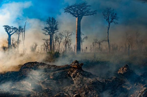 Destroyed Baobab trees featured in Netflix "Our_Planet" Series