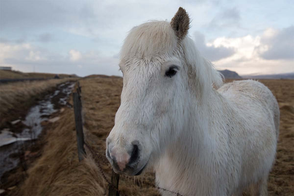 A slightly damp white horse stands in a brown field with a greyish blue sky behind