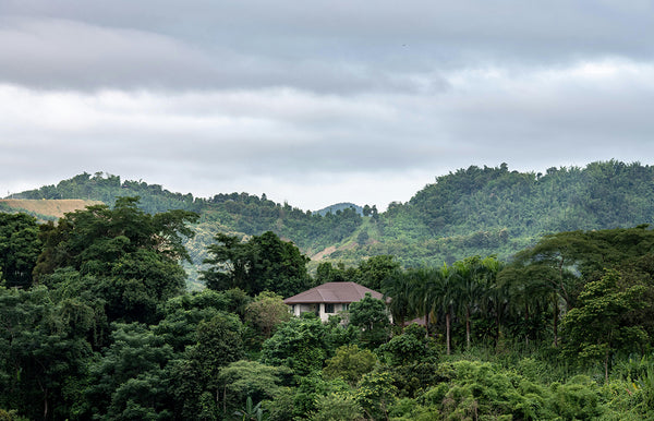 Chiang Rai forest by Kirandeep Singh Walia