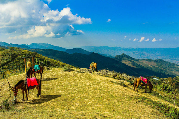 Horses grazes on grassy hills under a bright blue sky with a few clouds and further mountains in the background.