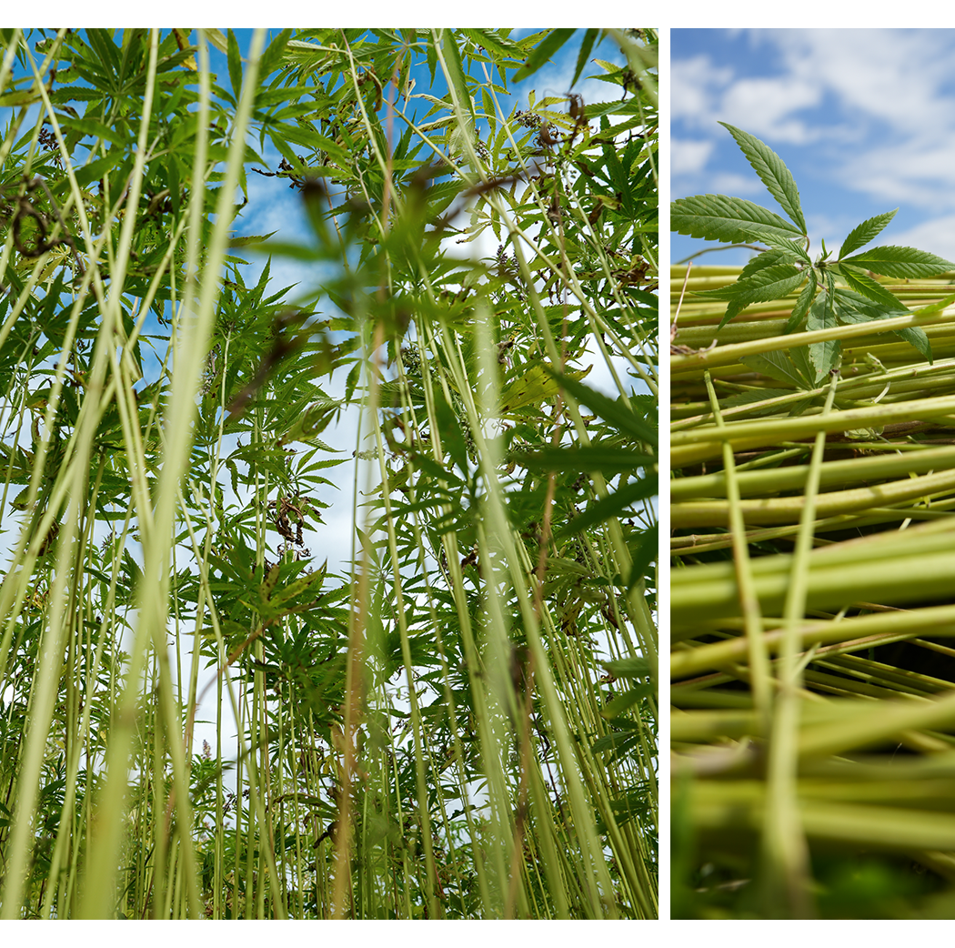 hemp fabrics