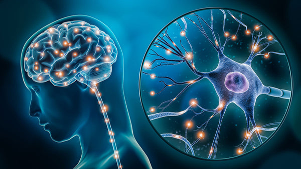 A 3D rendering of how information detected by neurons like touch receptors translates into brain activity.