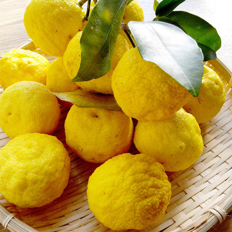 yuzu citrus