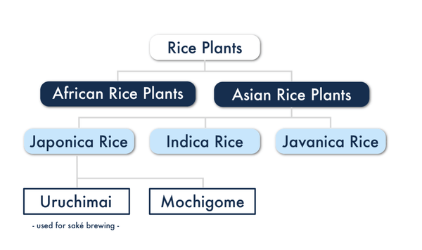The different rice types 