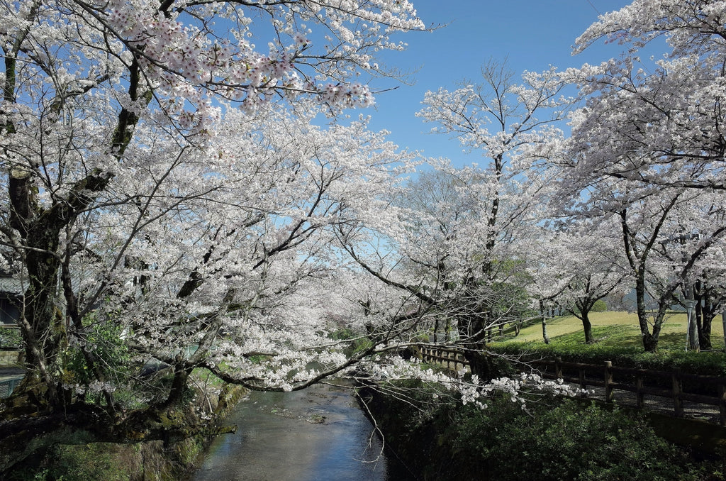 sakura in japan