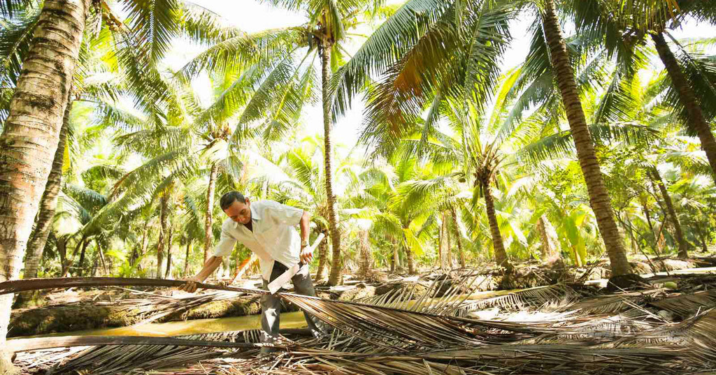 Coconut farm