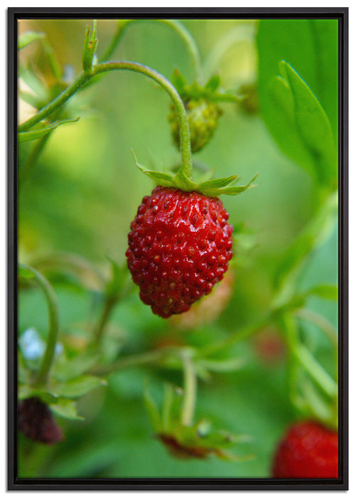 kleine wilde Erdbeere auf Leinwandbild gerahmt Größe 100x70