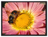 Biene auf Margarete auf Leinwandbild gerahmt Größe 80x60
