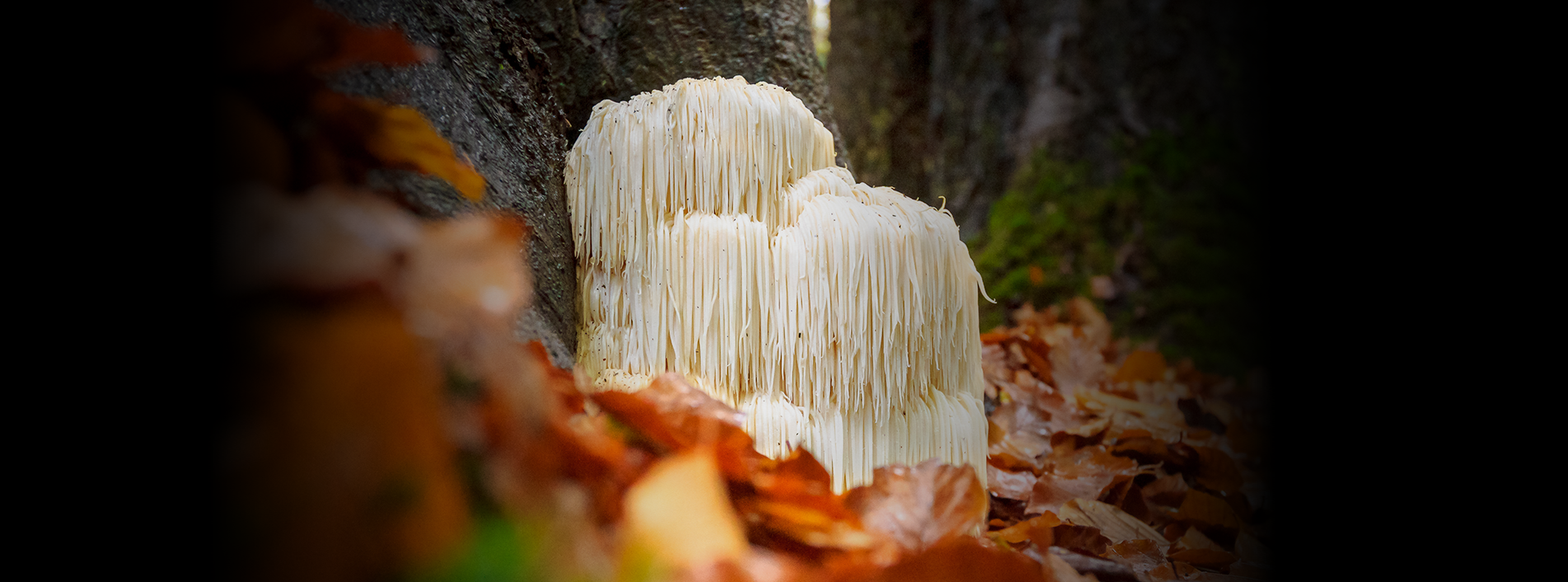 Lion's Mane Mushroom 