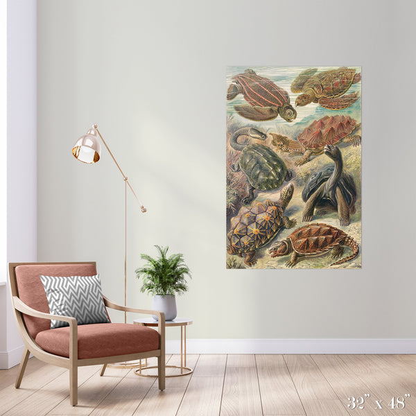 Tortoise Study Colossal Art Print – The Detroit Wallpaper Co.