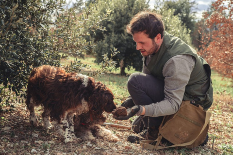 Dog truffle hunting