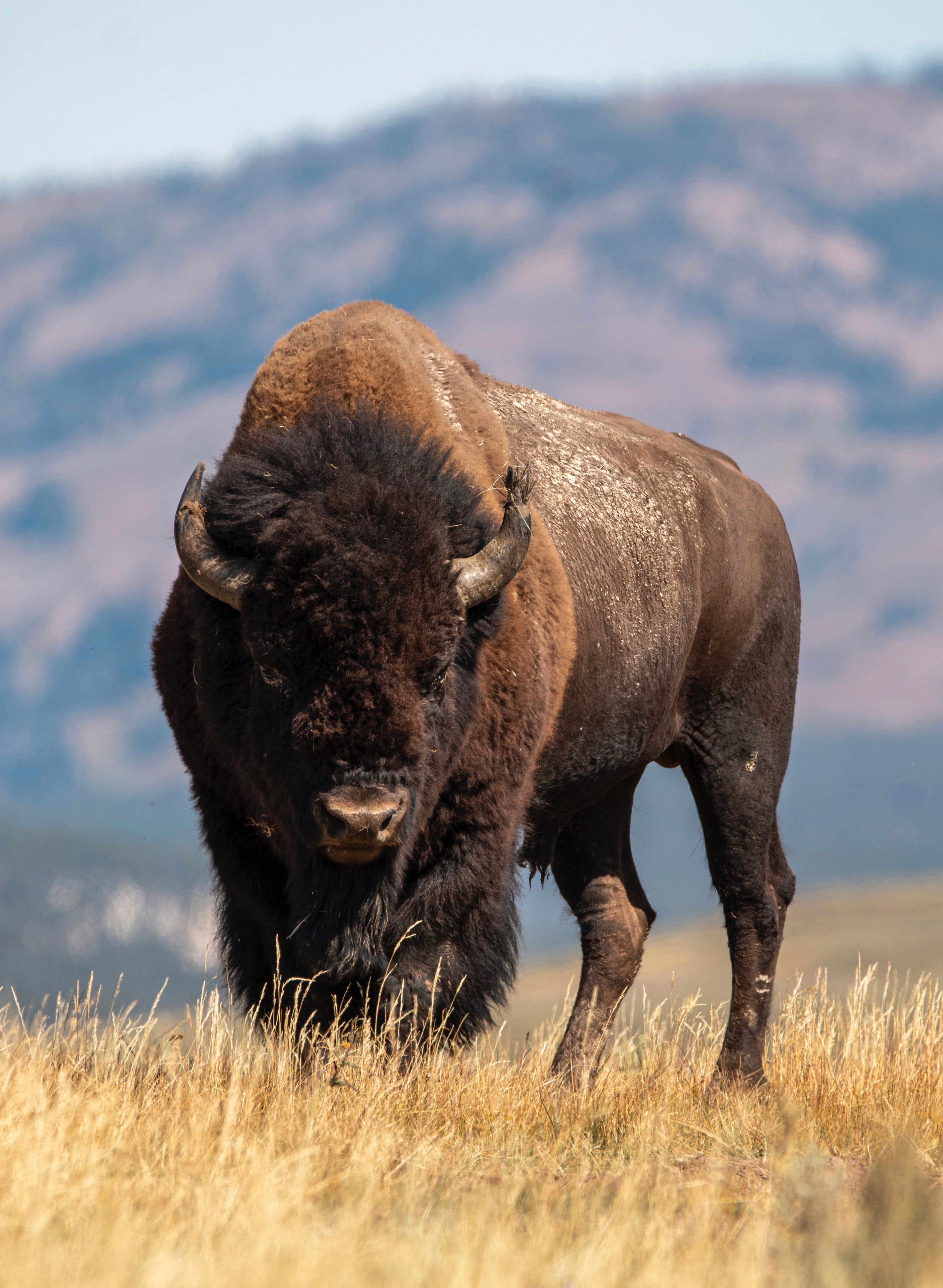 Important Facts About Buffalo Jackson Hole Buffalo Meat