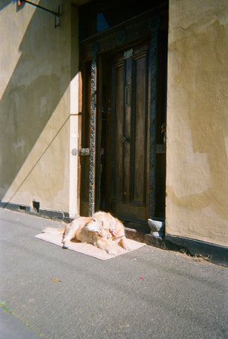 An old golden retriever dog lays down by a door on a quiet, sunny street