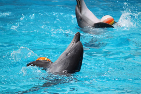 Free the Bali dolphins