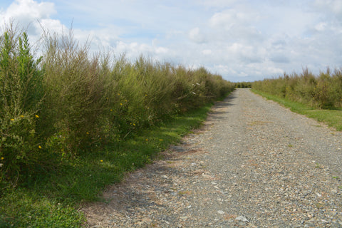 a row of manuka trees from New Zealand