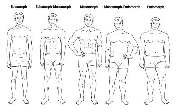 Man Body Type Chart